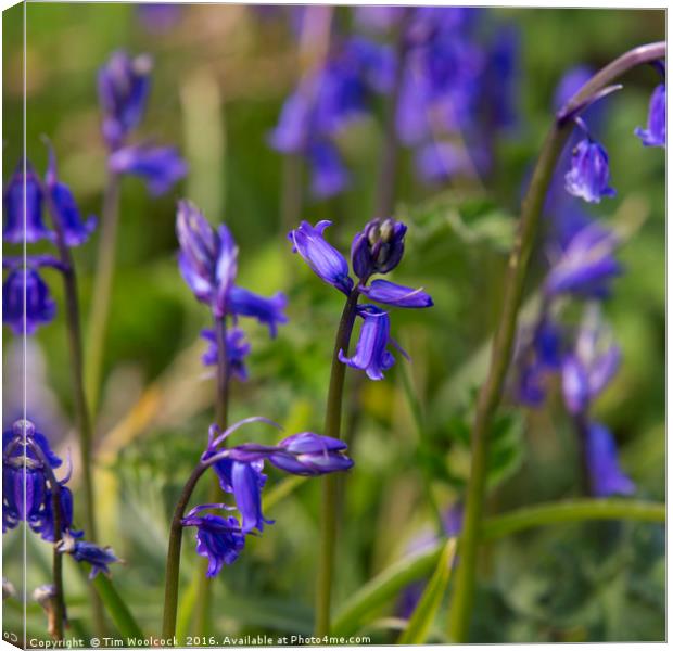 Bluebells in the sun Canvas Print by Tim Woolcock