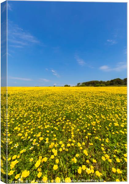 Beautiful field of Buttercups Canvas Print by Tim Woolcock