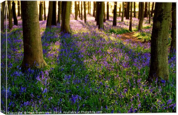 Bluebell Symphony Canvas Print by Mark Greenwood