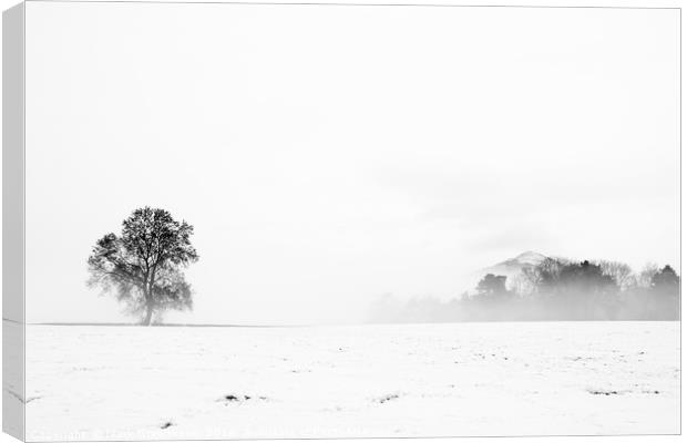 Winters Solitude Canvas Print by Mark Greenwood