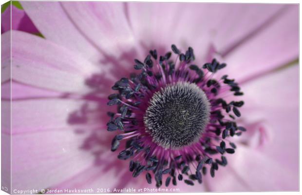 Purple Gerbera Daisy Canvas Print by Jordan Hawksworth