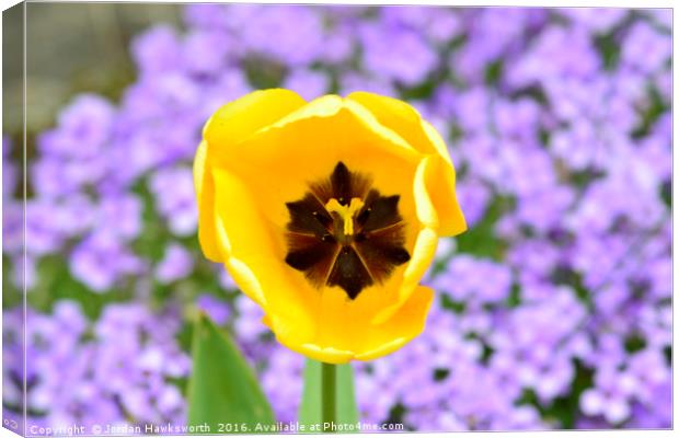 Yellow Tulip with purple floral background Canvas Print by Jordan Hawksworth