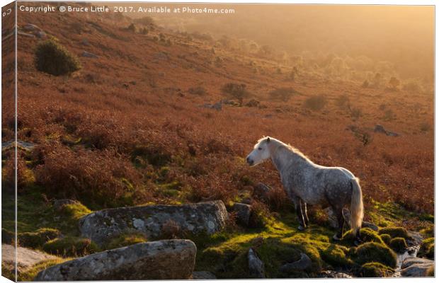 Backlit Dartmoor Pony on Haytor Down Canvas Print by Bruce Little