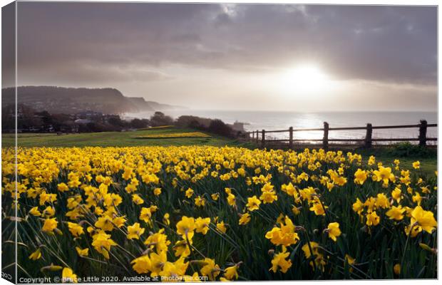 Sidmouth Daffs Canvas Print by Bruce Little