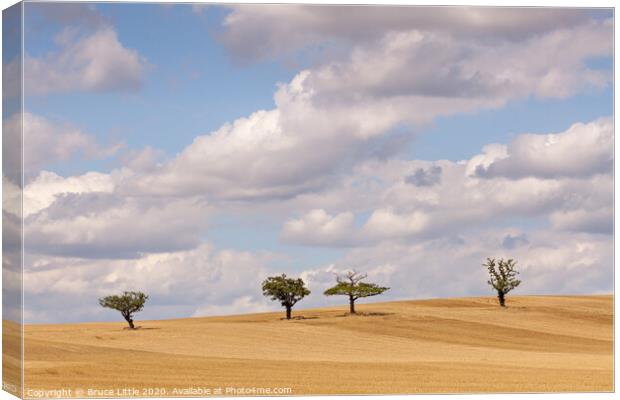 Essex Tree Line Canvas Print by Bruce Little