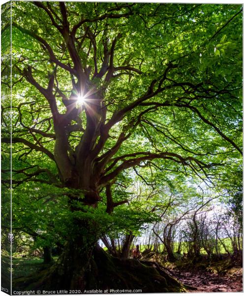 Giant beech tree, Aylesbeare Common Canvas Print by Bruce Little