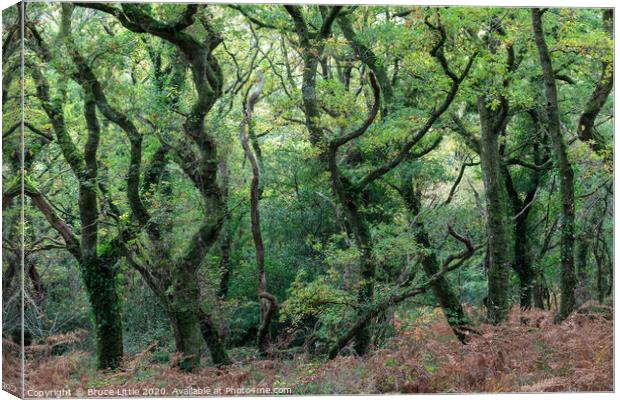 Dramatic woods of Lustleigh Canvas Print by Bruce Little
