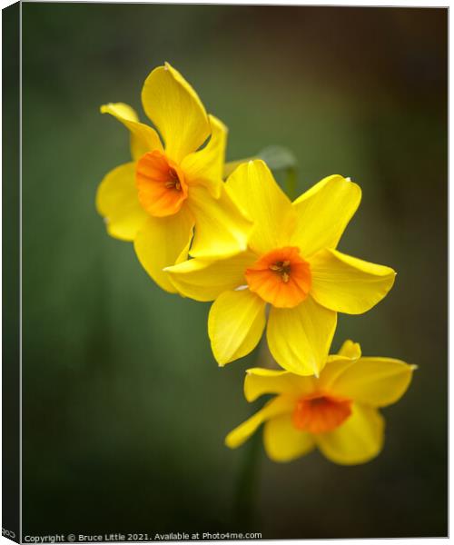 Happy Daffs Canvas Print by Bruce Little