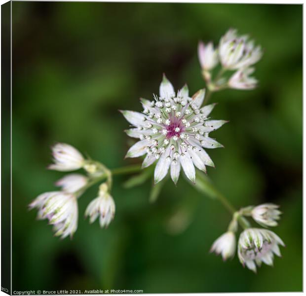 Astrantia Canvas Print by Bruce Little