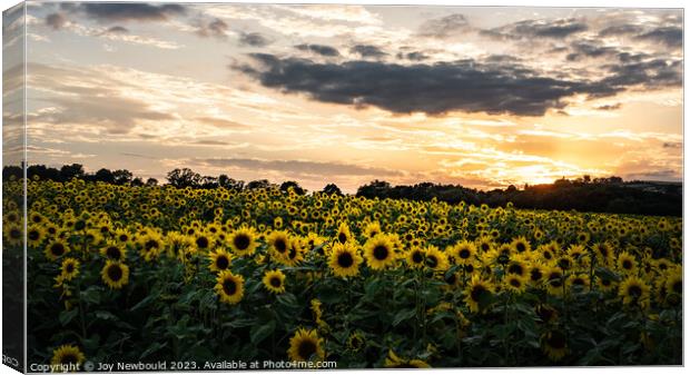 Field of Sunflowers in the golden hour. Canvas Print by Joy Newbould