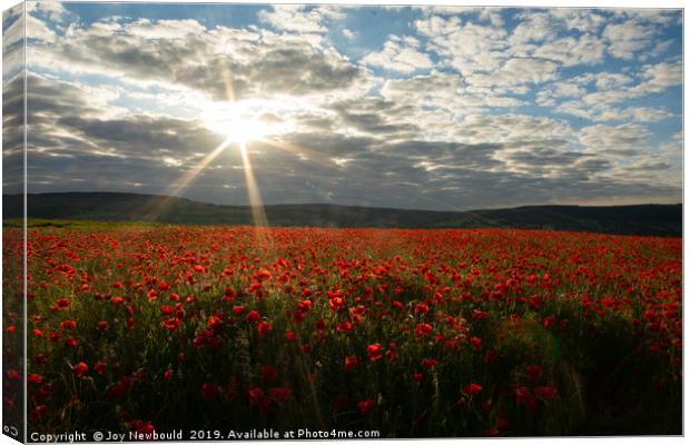 Early Morning Sun over Field of Poppies Canvas Print by Joy Newbould