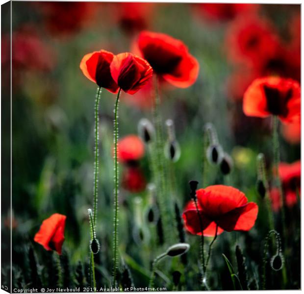 Poppies - We Will Remember Them Canvas Print by Joy Newbould