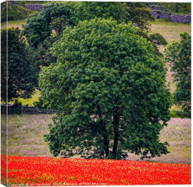 Poppies 6 - Lone Tree amongst the Poppies Canvas Print by Joy Newbould