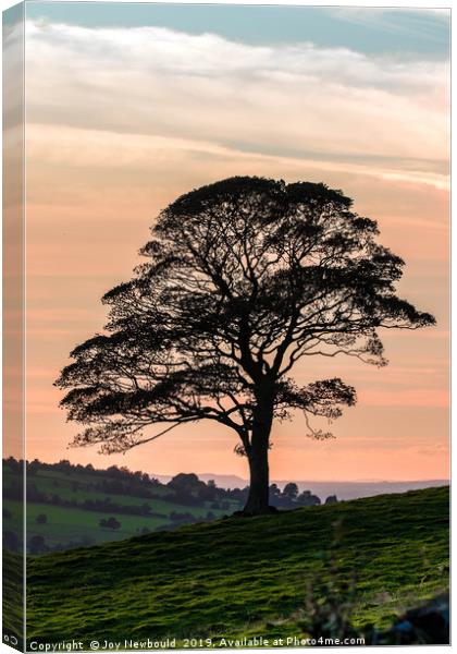 Lone Tree Silhouette at Dusk Canvas Print by Joy Newbould