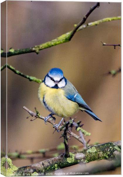 Bluetit Canvas Print by Joy Newbould