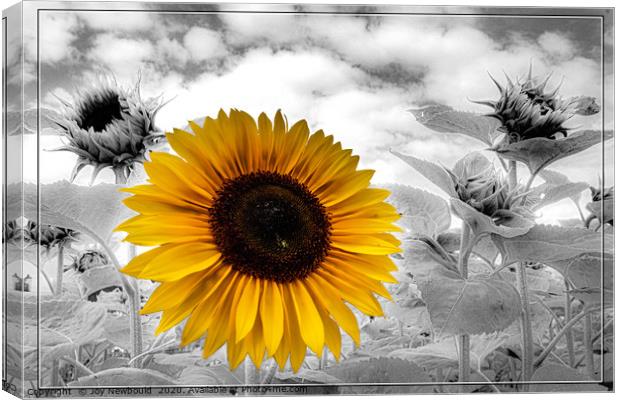 Sunflower Field Canvas Print by Joy Newbould