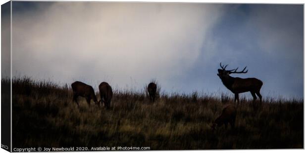 Red Deer Stag and females Canvas Print by Joy Newbould