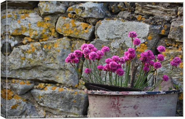 Sea Pinks against a lichen covered wall.  Canvas Print by Joy Newbould