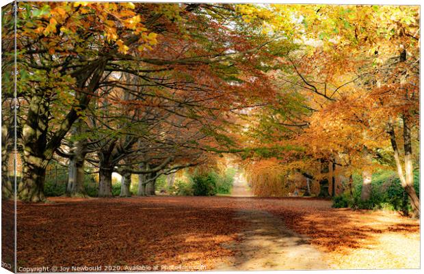 Autumn Colours  Canvas Print by Joy Newbould