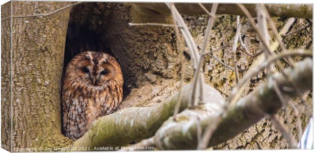 Tawny Owl watching the world go by Canvas Print by Joy Newbould