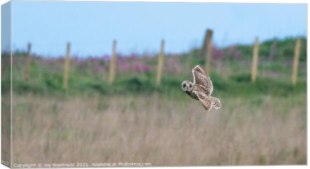 Short Eared Owl in flight  Canvas Print by Joy Newbould