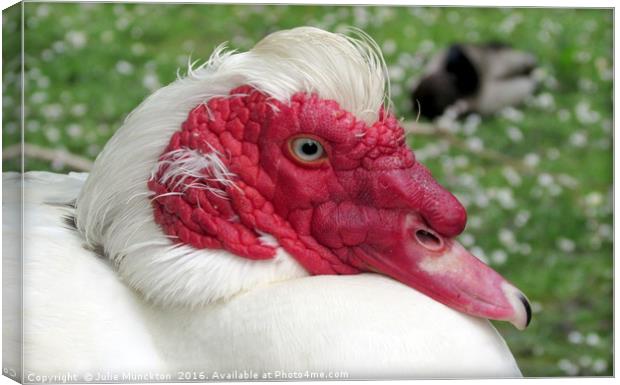 Muscovy in the Sun Canvas Print by Julie Munckton