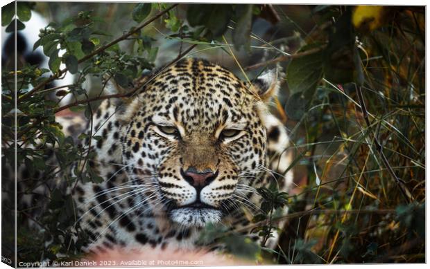 Leopard checking out from a Bush Canvas Print by Karl Daniels