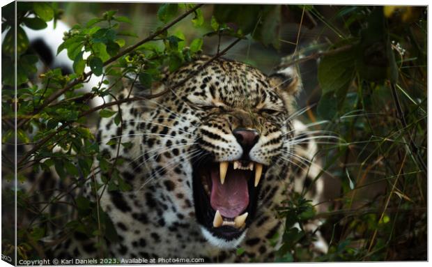 African Leopard Roar Canvas Print by Karl Daniels