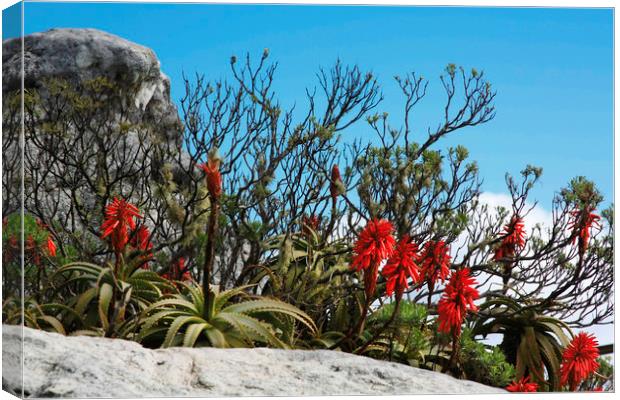 Flora On Table Mountain Canvas Print by Karl Daniels