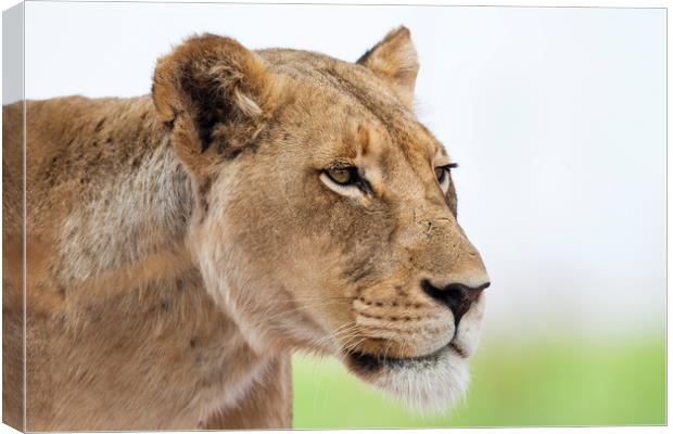 Queen Of Africa Canvas Print by Karl Daniels