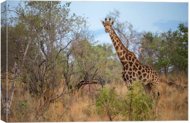 African Wildlife Canvas Print by Karl Daniels