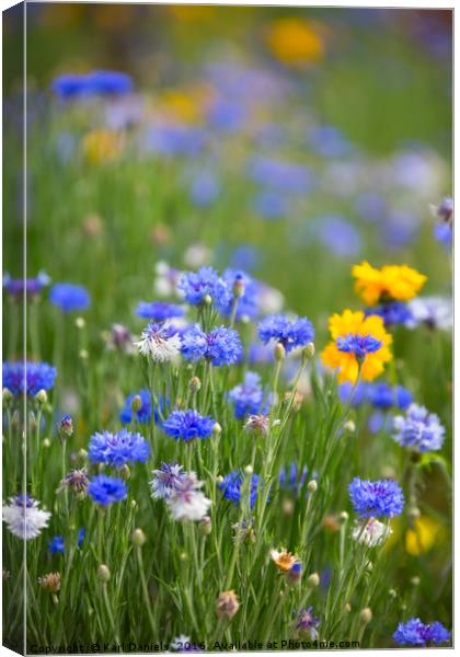 Wild Spring Flowers Canvas Print by Karl Daniels