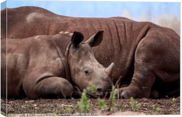 Legacy of Our Rhino's Canvas Print by Karl Daniels