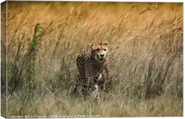 Cheetah Canvas Print by Karl Daniels