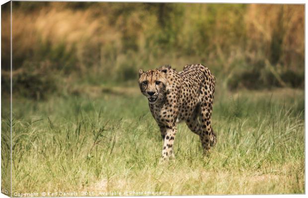 Cheetah In the Open Canvas Print by Karl Daniels