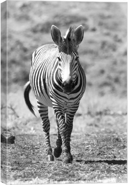 Walking Zebra Canvas Print by Karl Daniels