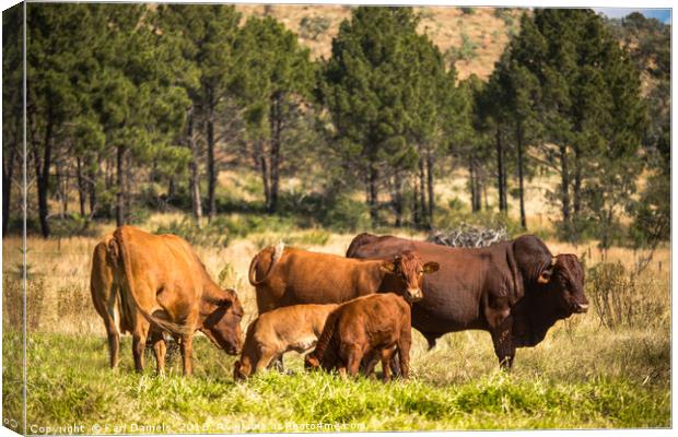 Family Canvas Print by Karl Daniels