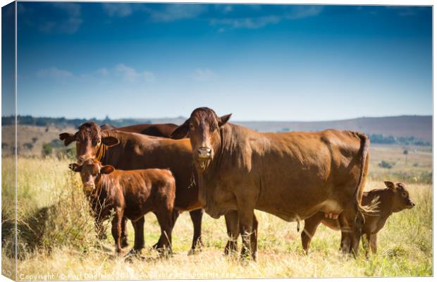 Family of Cows Canvas Print by Karl Daniels