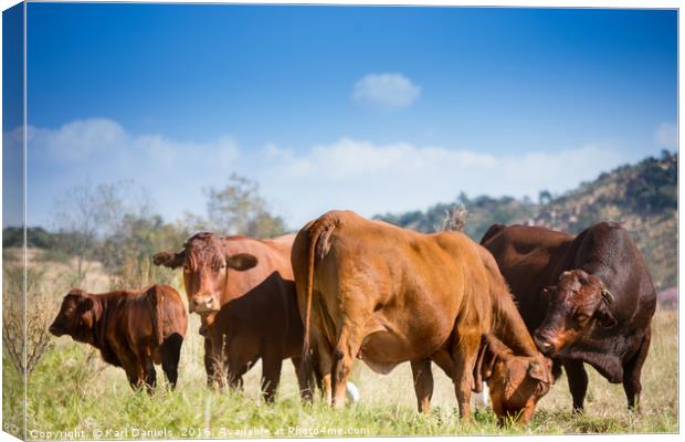 Loving Bull Canvas Print by Karl Daniels