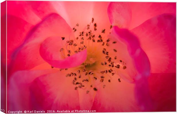 Rosey Inside Canvas Print by Karl Daniels