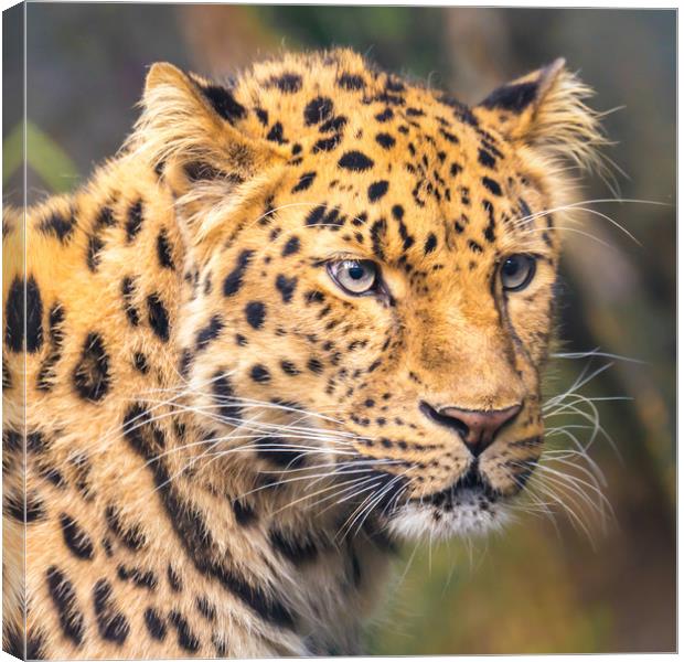 Amur Leopard Canvas Print by Jim Hughes