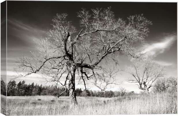 Prairie Trees Canvas Print by Jim Hughes