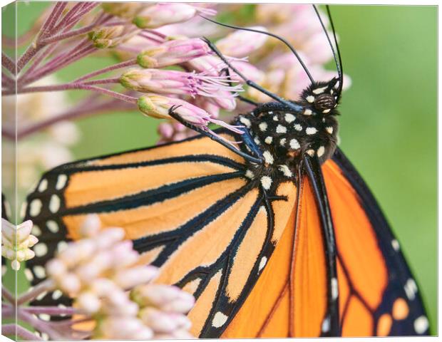 Monarch Butterfly suspended on Joe Pye Weed Canvas Print by Jim Hughes