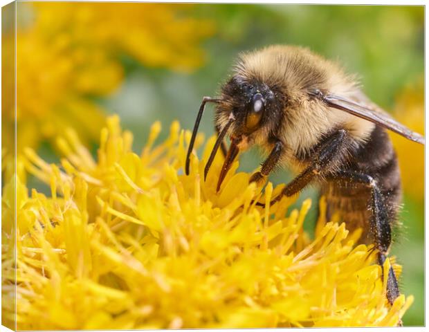 Bumblebee on Goldenrod Canvas Print by Jim Hughes