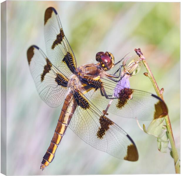 Whitetail Dragonfly Canvas Print by Jim Hughes