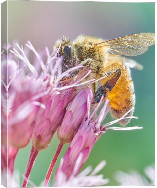 Honey Bee on Joe Pye Weed Canvas Print by Jim Hughes