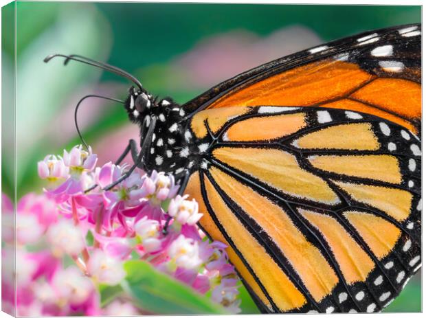 Monarch Butterfly on Milkweed Canvas Print by Jim Hughes