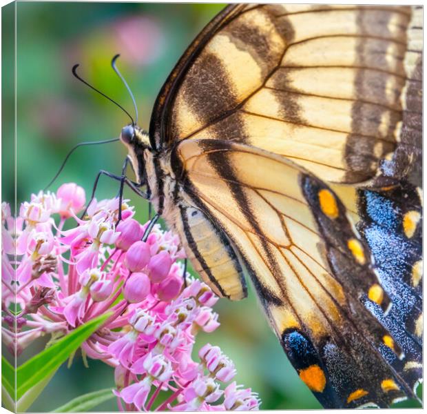 Eastern Tiger Swallowtail butterfly Canvas Print by Jim Hughes