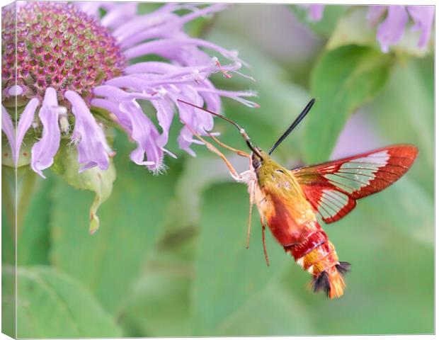 Hummingbird Moth Canvas Print by Jim Hughes