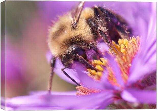Bumble Bee on Aster Canvas Print by Jim Hughes